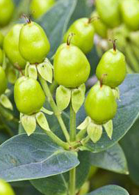 Hypericum Harvest Green